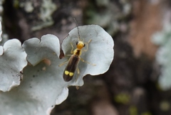 Malthinus occipitalis