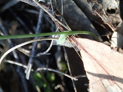 Pterostylis clivosa