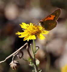 Colias electo electo