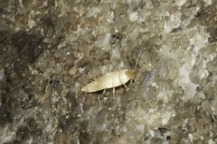 Nicoletiidae