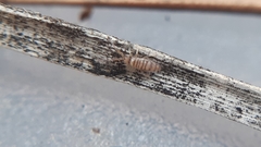 Entomobrya nigrocincta