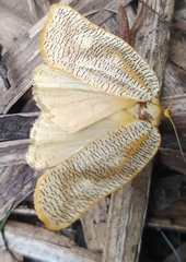 Templemania rhythmogramma