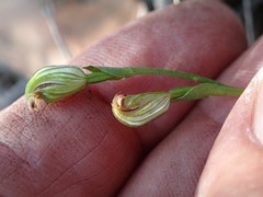 Pterostylis clivosa