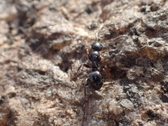 Formica neogagates