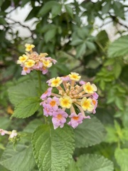 Lantana camara