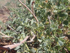 Roepera lichtensteiniana