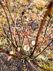 Gentianella bellidifolia