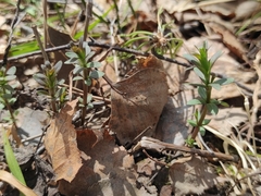 Galium boreale