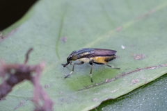 Idiella euidielloides