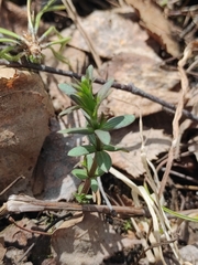 Galium boreale