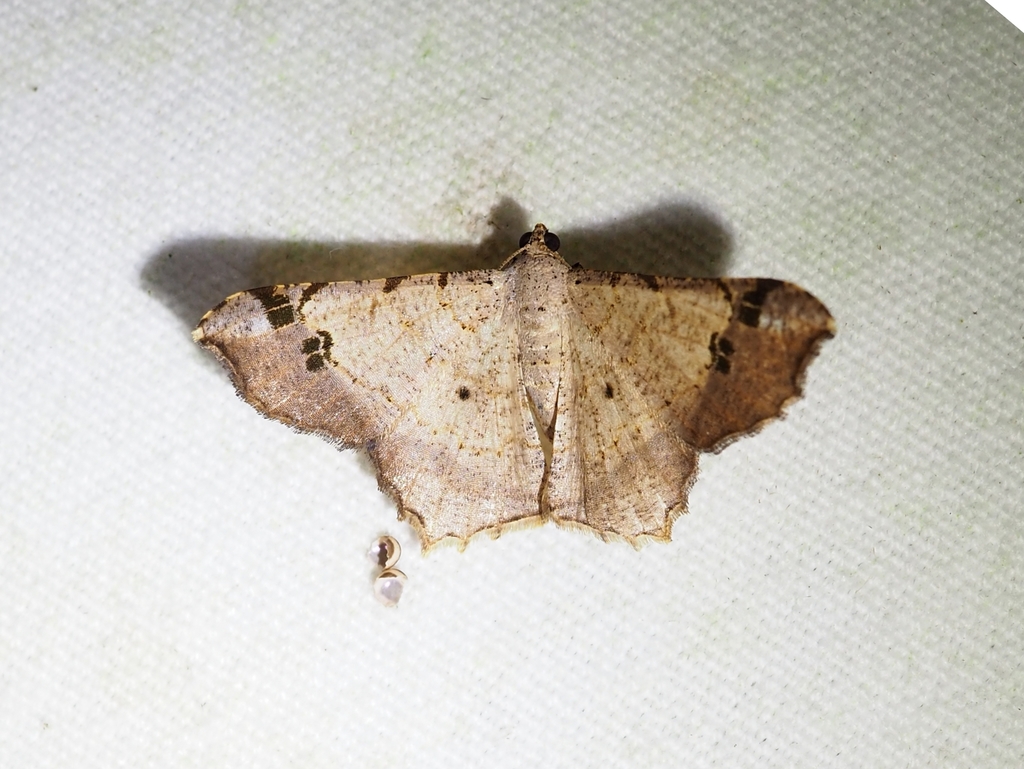 Semiothisa gambaria