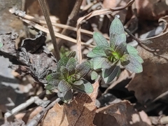 Galium boreale