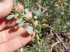 Roepera lichtensteiniana