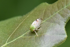 Atymna helena