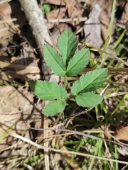 Aegopodium podagraria