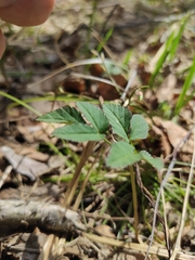Aegopodium podagraria