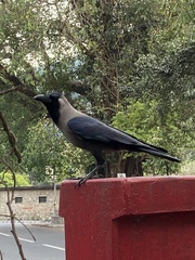 Corvus splendens