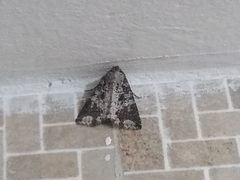 Condica cupentia