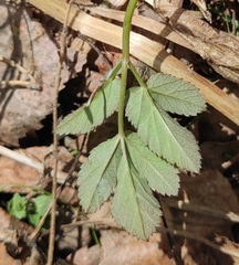 Aegopodium podagraria