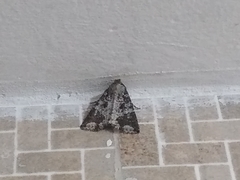 Condica cupentia