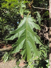 Solanum chrysotrichum image