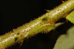 Solanum chrysotrichum image