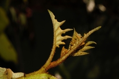 Solanum chrysotrichum image