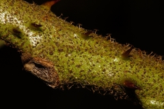 Solanum chrysotrichum image