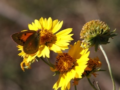 Colias electo electo