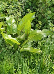 Rumex obtusifolius