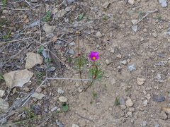 Oxalis confertifolia