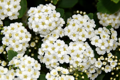 Spiraea