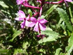Epidendrum secundum