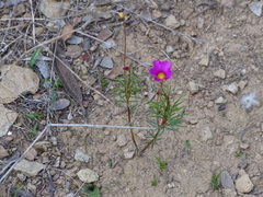 Oxalis confertifolia