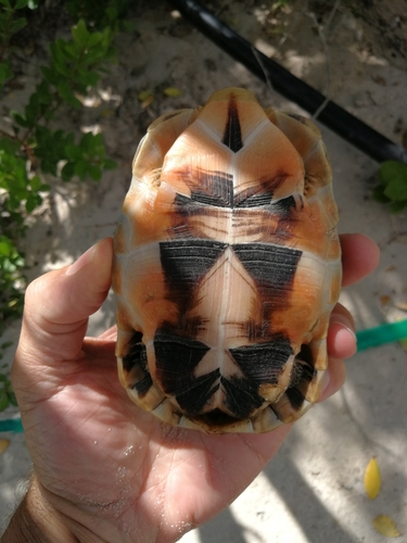 Angulate Tortoise, photo 6 of 8
