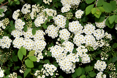 Spiraea