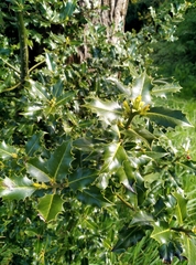Ilex aquifolium