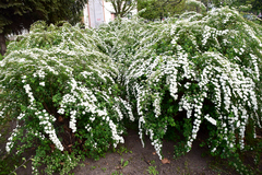 Spiraea