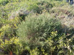Passerina paleacea