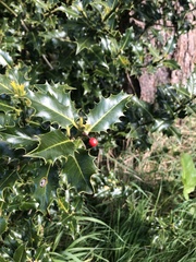 Ilex aquifolium