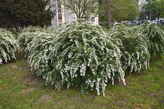 Spiraea