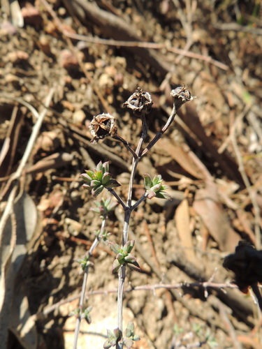 Image of Branching Spoonfig (Erepsia ramosa) by (c) Jacques van der Merwe, some rights reserved (CC BY-SA)