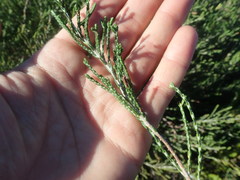 Passerina paleacea