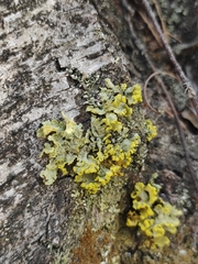 Vulpicida pinastri