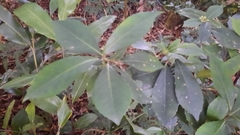 Myrsinoideae