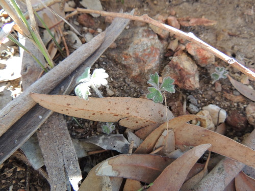 Image of Pelargonium ternifolium by (c) Jacques van der Merwe, some rights reserved (CC BY-SA)