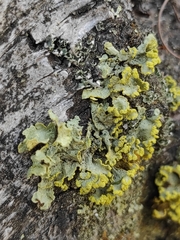 Vulpicida pinastri