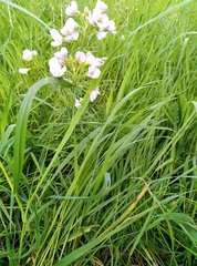 Cardamine pratensis