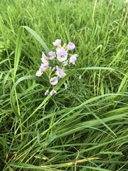 Cardamine pratensis