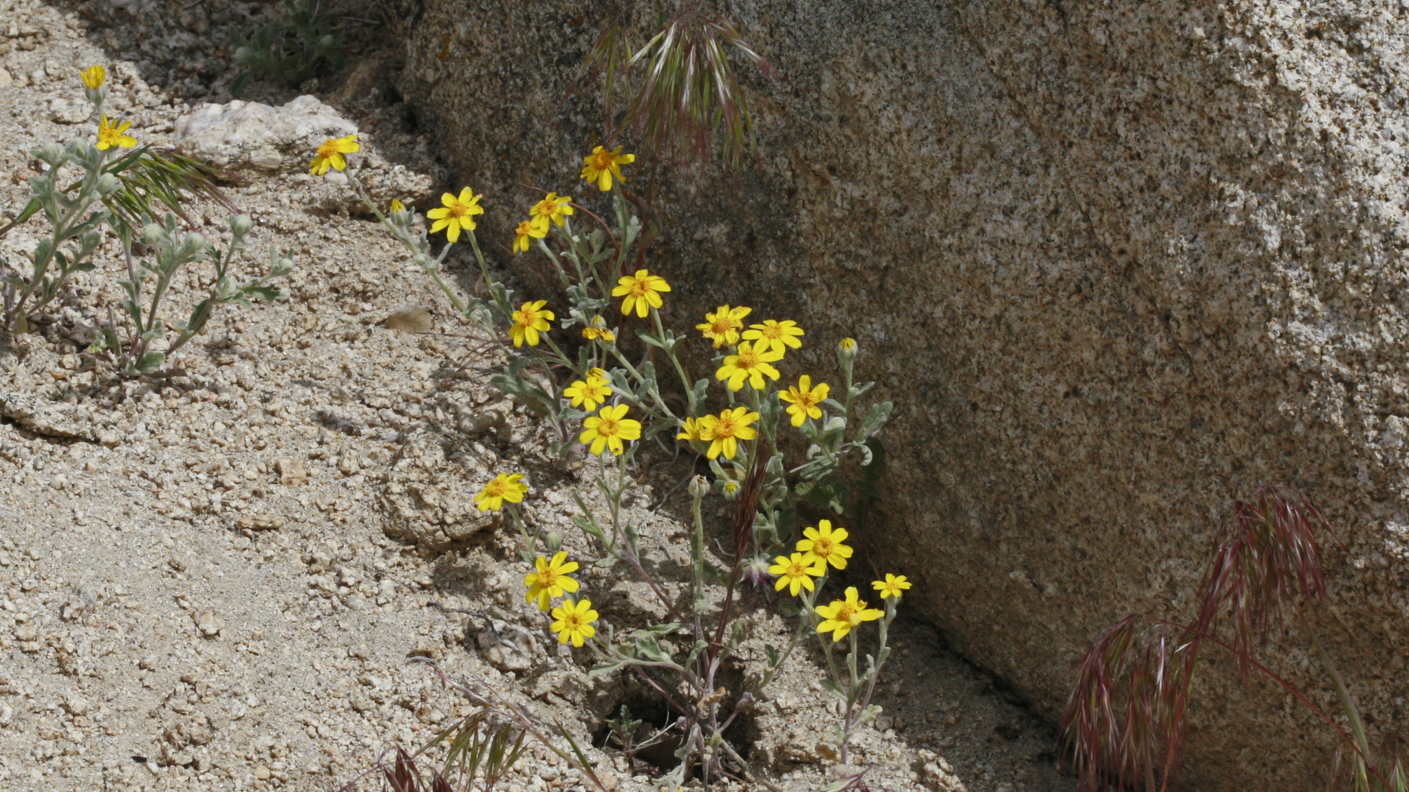 Eriophyllum ambiguum